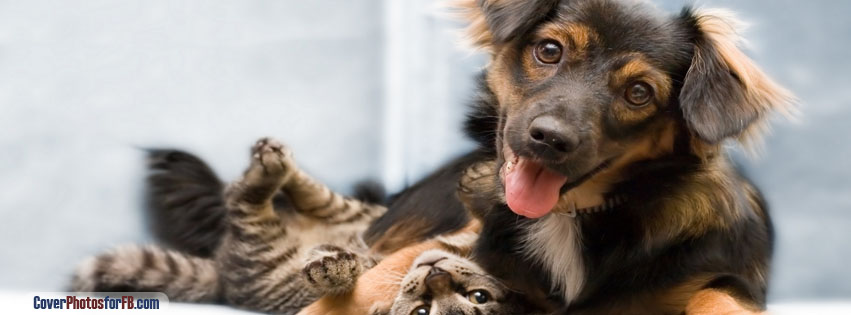 Dog And Cat Friendship Cover Photo