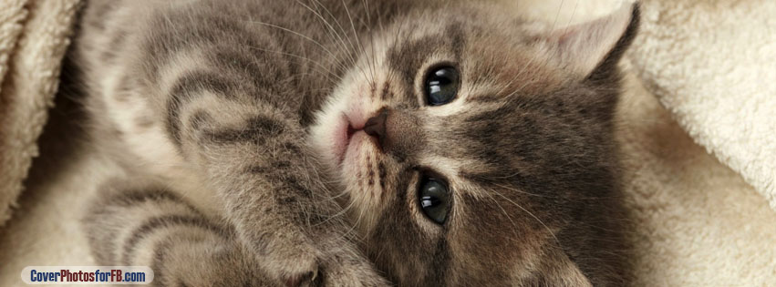 Cutest Kitten Cover Photo