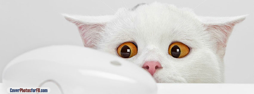 White Cat With Computer Mouse Cover Photo