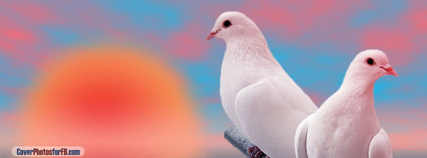 Beautiful White Love Birds Cover Photo