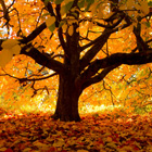 Autumn Cover Photos