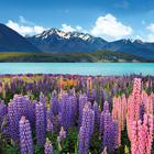 New Zealand Cover Photos